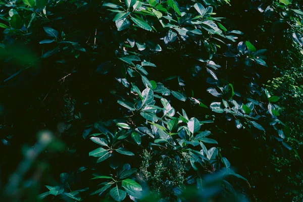 Beautiful Tropical Plants Drops Leaves Sunlight Trees — Stock Fotó