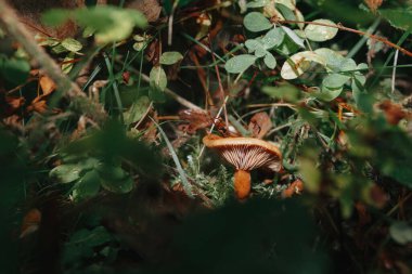 Ormanın arka planında taze mantarlar. Desen ve tasarım