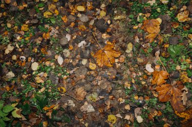 Islak sonbahar yaprakları, arka plan ve doku