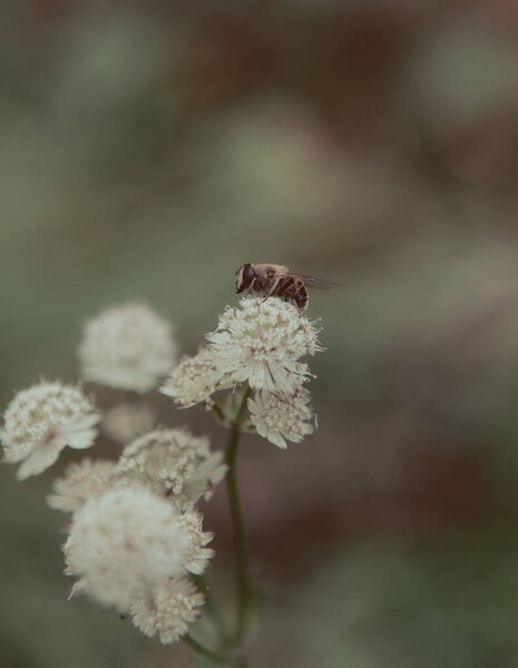Пчела сидит на цветке. Винтажное фото