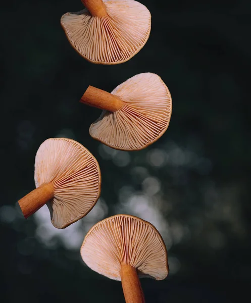 Fresh mushrooms in the background of the forest. Pattern and design