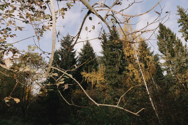 나뭇가지 나뭇잎 하늘을 배경으로 달리는 가문비나무 — 스톡 사진