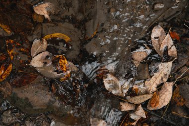 Doğanın sonbahar dokuları: ıslak yapraklar, ağaç gövdeleri, çiçekler, çimenler, yosunlar