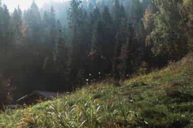 Sonbahar dağlarında güzel bir manzara, ormanın manzarası, çam ağaçları ve sis.