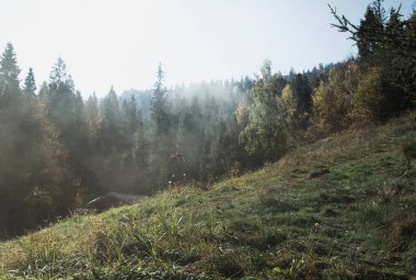 Sonbahar dağlarında güzel bir manzara, ormanın manzarası, çam ağaçları ve sis.