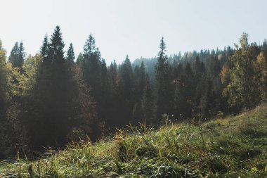 Sonbahar dağlarında güzel bir manzara, ormanın manzarası, çam ağaçları ve sis.
