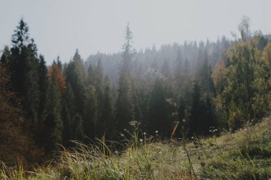 Sonbahar dağlarında güzel bir manzara, ormanın manzarası, çam ağaçları ve sis.