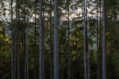 Sonbahar dağlarında güzel bir manzara, ormanın manzarası, çam ağaçları ve sis.