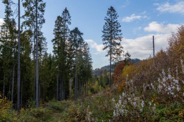 Sonbahar dağlarında güzel bir manzara, ormanın manzarası, çam ağaçları ve sis.