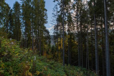Sonbahar dağlarında güzel bir manzara, ormanın manzarası, çam ağaçları ve sis.