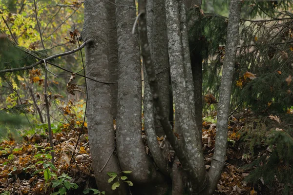 Textures Automnales Nature Feuilles Humides Troncs Arbres Fleurs Herbe Mousse — Photo