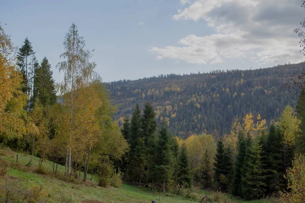 Vackert Landskap Höstbergen Utsikt Över Skogen Tallar Och Dimma — Stockfoto