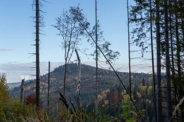 Красивий Пейзаж Осінніх Горах Вид Ліс Соснові Дерева Туман — стокове фото