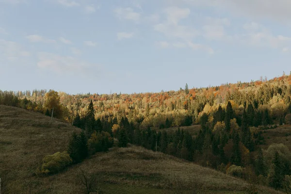 Gyönyörű Táj Őszi Hegyekben Kilátás Nyílik Erdőre Fenyőfák Köd — Stock Fotó