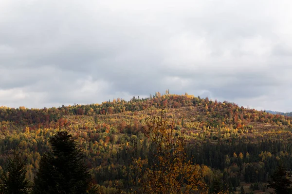 Bela Paisagem Nas Montanhas Outono Vista Floresta Pinheiros Neblina — Fotografia de Stock