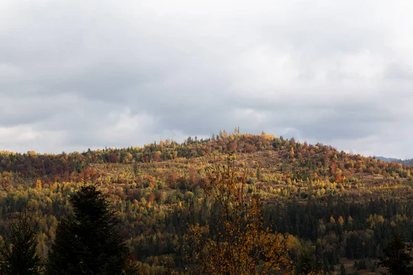 Hermoso Paisaje Las Montañas Otoño Vista Del Bosque Pinos Niebla —  Fotos de Stock