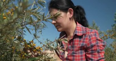Genç Kadın İşçi Toplama Turtası Toplama Sarı Denizcilik Meyveleri Ortak Deniz Buckthorn Çalı Ağacı - Hippophae. Yaz güneşli 4K Günü