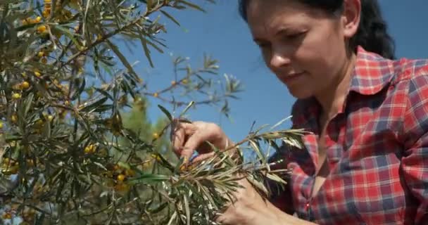 Junge Arbeiterinnen Pflücken Gelbe Seaberry Beeren Sanddorn Strauch Strauch Nilpferd — Stockvideo