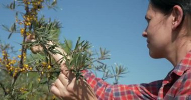 Genç Kadın İşçi Toplama Turtası Toplama Sarı Denizcilik Meyveleri Ortak Deniz Buckthorn Çalı Ağacı - Hippophae. Yaz güneşli 4K Günü