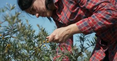 Genç Kadın İşçi Toplama Turtası Toplama Sarı Denizcilik Meyveleri Ortak Deniz Buckthorn Çalı Ağacı - Hippophae. Yaz güneşli 4K Günü