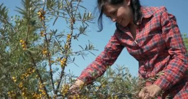 Genç Kadın İşçi Toplama Turtası Toplama Sarı Denizcilik Meyveleri Ortak Deniz Buckthorn Çalı Ağacı - Hippophae. Yaz güneşli 4K Günü