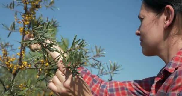 Junge Arbeiterinnen Pflücken Gelbe Seaberry Beeren Sanddorn Strauch Strauch Nilpferd — Stockvideo