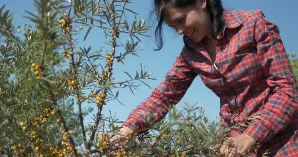Fiatal Női Munkás Gyűjtse Össze Pick Pluck Yellow Seaberry Bogyók — Stock videók
