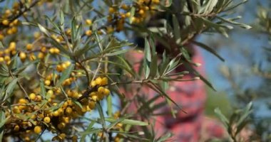 Yakın plan Yellow Seaberry Berries at Common Sea Buckthorn Bush Tree - Hippophae. Yaz güneşli 4K Günü