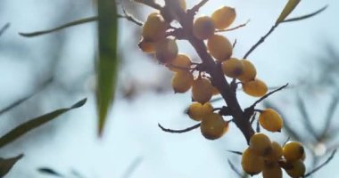 Yakın plan Yellow Seaberry Berries at Common Sea Buckthorn Bush Tree - Hippophae. Yaz güneşli 4K Günü