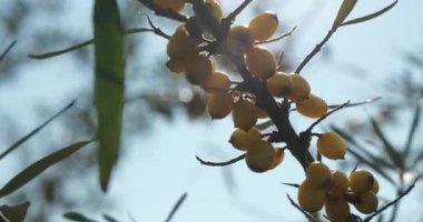 Yakın plan Yellow Seaberry Berries at Common Sea Buckthorn Bush Tree - Hippophae. Yaz güneşli 4K Günü