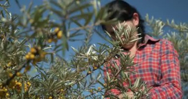 Odaklan Genç Kadın İşçi Topla Topla Topla Topla Sarı Denizci Çilekleri Ortak Deniz Buckthorn Çalı Ağacı - Hippophae. Yaz güneşli 4K Günü