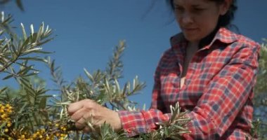 Genç Kadın İşçi Toplama Turtası Toplama Sarı Denizcilik Meyveleri Ortak Deniz Buckthorn Çalı Ağacı - Hippophae. Yaz güneşli 4K Günü