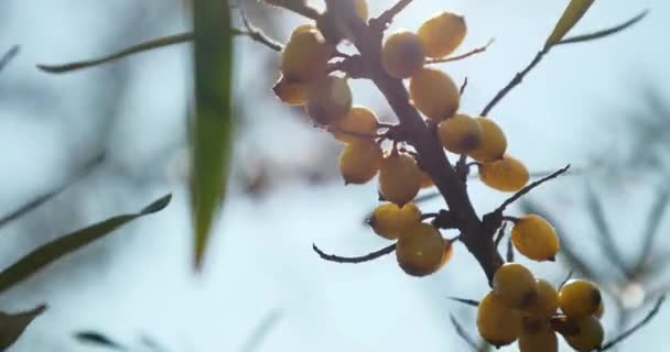 Yakın Plan Yellow Seaberry Berries Common Sea Buckthorn Bush Tree — Stok video