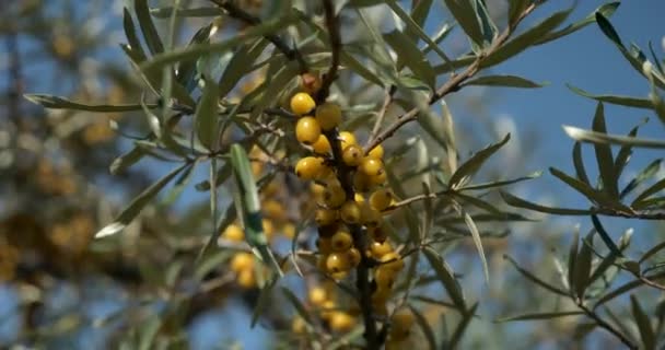 Close Yellow Seaberry Bessen Gewone Duindoorn Struik Bush Tree Hippophae — Stockvideo