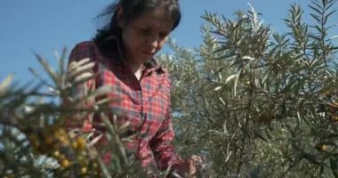 Genç Kadın İşçi Toplama Turtası Toplama Sarı Denizcilik Meyveleri Ortak Deniz Buckthorn Çalı Ağacı - Hippophae. Yaz güneşli 4K Günü