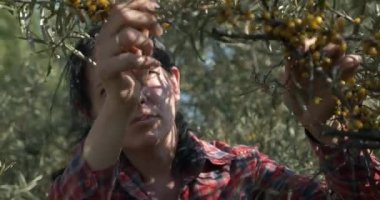 Genç Kadın İşçi Toplama Turtası Toplama Sarı Denizcilik Meyveleri Ortak Deniz Buckthorn Çalı Ağacı - Hippophae. Yaz güneşli 4K Günü