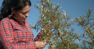 Genç Kadın İşçi Toplama Turtası Toplama Sarı Denizcilik Meyveleri Ortak Deniz Buckthorn Çalı Ağacı - Hippophae. Yaz güneşli 4K Günü