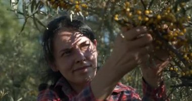 Genç Kadın İşçi Toplama Turtası Toplama Sarı Denizcilik Meyveleri Ortak Deniz Buckthorn Çalı Ağacı - Hippophae. Yaz güneşli 4K Günü