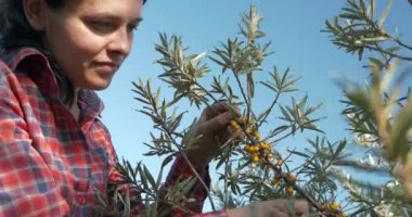 Genç Kadın İşçi Toplama Turtası Toplama Sarı Denizcilik Meyveleri Ortak Deniz Buckthorn Çalı Ağacı - Hippophae. Yaz güneşli 4K Günü