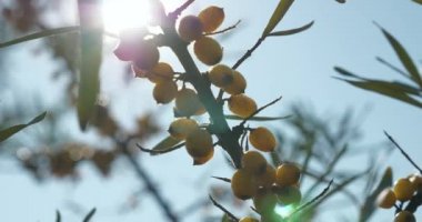 Yakın plan Yellow Seaberry Berries at Common Sea Buckthorn Bush Tree - Hippophae. Yaz güneşli 4K Günü