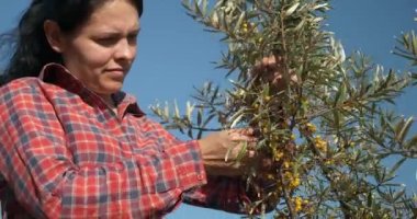 Genç Kadın İşçi Toplama Turtası Toplama Sarı Denizcilik Meyveleri Ortak Deniz Buckthorn Çalı Ağacı - Hippophae. Yaz güneşli 4K Günü