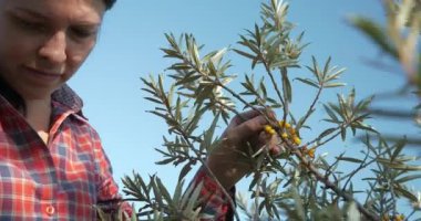 Genç Kadın İşçi Toplama Turtası Toplama Sarı Denizcilik Meyveleri Ortak Deniz Buckthorn Çalı Ağacı - Hippophae. Yaz güneşli 4K Günü