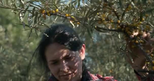 Young Female Worker Gather Pick Pluck Yellow Seaberry Berries Common — Stock Video