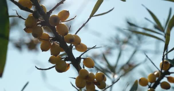 Yakın Plan Yellow Seaberry Berries Common Sea Buckthorn Bush Tree — Stok video