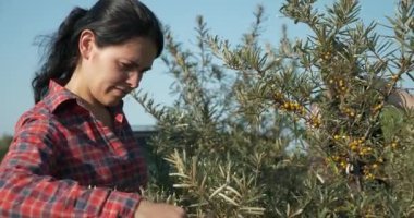 Genç Kadın İşçi Toplama Turtası Toplama Sarı Denizcilik Meyveleri Ortak Deniz Buckthorn Çalı Ağacı - Hippophae. Yaz güneşli 4K Günü