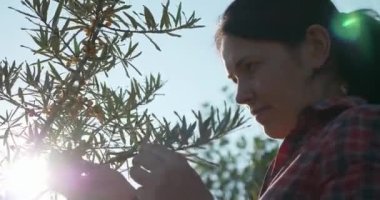 Genç Kadın İşçi Toplama Turtası Toplama Sarı Denizcilik Meyveleri Ortak Deniz Buckthorn Çalı Ağacı - Hippophae. Yaz güneşli 4K Günü