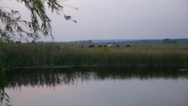 Stado Koni Wypas Pastwiskach Pobliżu Jeziora Polu Wsi Panorama Scenic — Wideo stockowe