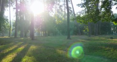 Puslu bir sabah. Yeşil Çimenlikteki Ağaçların Arasından Gün Işığı. Güneş ışınları ışıldıyor. Sinematik Doğa Sahnesi Sahne Arkaplan 4K