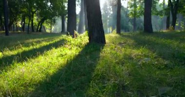Puslu bir sabah. Yeşil Çimenlikteki Ağaçların Arasından Gün Işığı. Güneş ışınları ışıldıyor. Sinematik Doğa Sahnesi Sahne Arkaplan 4K