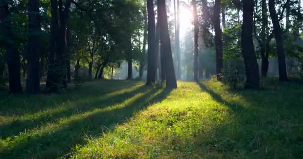 Matin Brumeux Parc Soleil Travers Les Arbres Sur Herbe Verte — Video